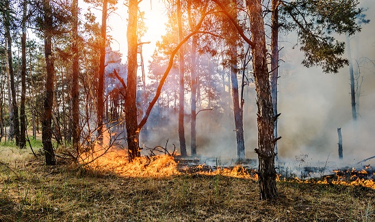 wildfire smoke