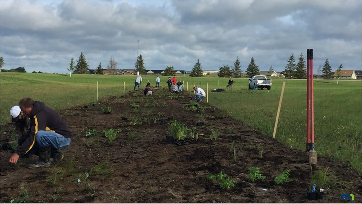 Planting native species