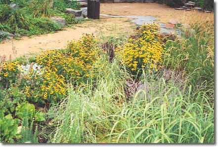 Rain Garden Image