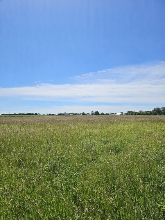 adrian cover crops