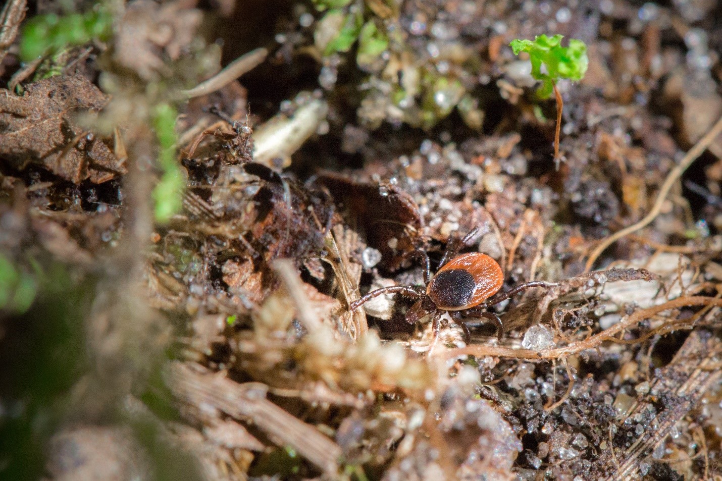 Tick on leaf litter