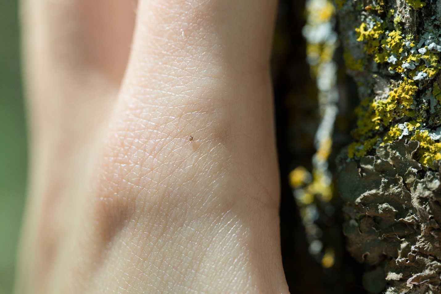 Tick nymph on a persons hand