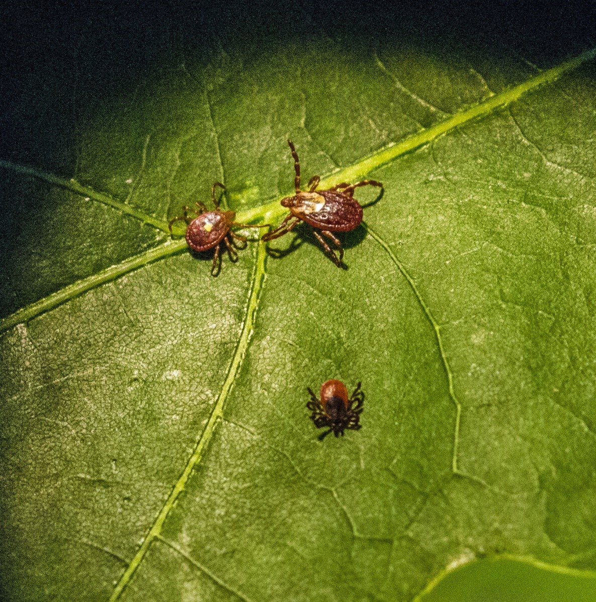 Image showing the different appearances of different tick varieties.