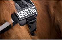 Service Dog